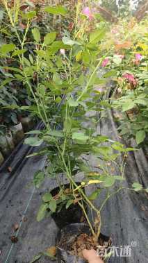 高度40厘米月季