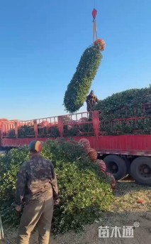 高度300厘米大叶黄杨柱