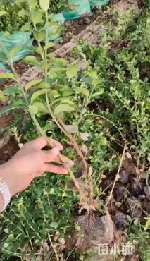 高度50厘米胶东卫矛