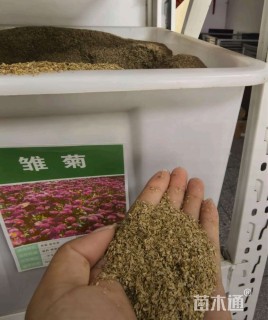 雏菊种子雏菊种子