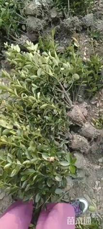 高度40厘米大叶黄杨