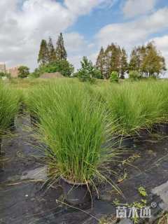 高度60厘米细叶芒