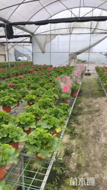 高度5厘米天竺葵