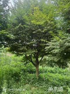 21公分日本红枫