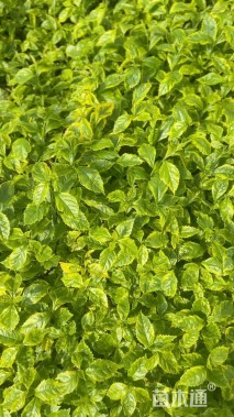 高度20厘米花叶连翘