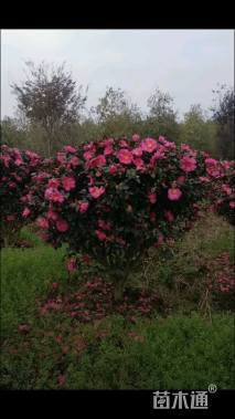 冠幅200厘米茶梅球