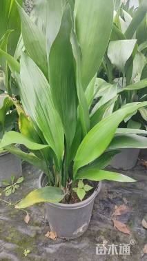 高度30厘米一叶兰