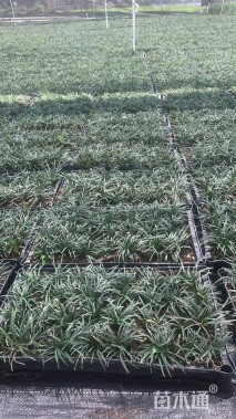 高度10厘米玉龙草