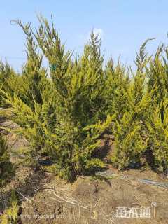 高度1.8厘米龙柏