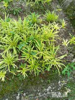 高度20厘米金边麦冬