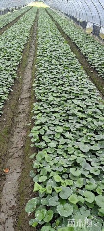 高度15厘米大吴风草