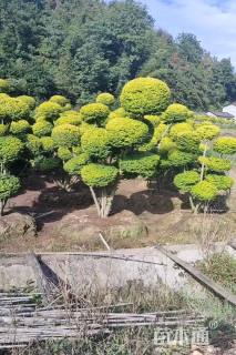 15公分造型亮晶女贞