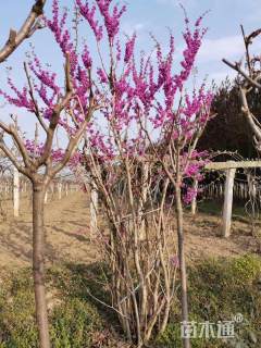 高度400厘米巴杆红丛生紫荆