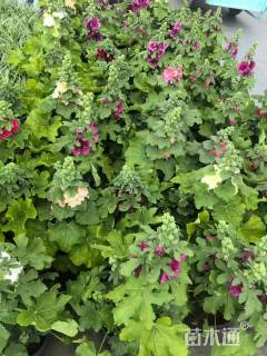 高度35厘米蜀葵