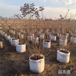 高度85厘米中华木绣球