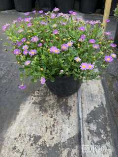 高度20厘米姬小菊