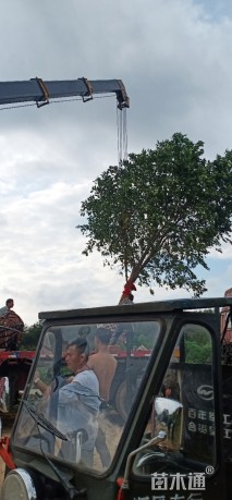 15公分丛生香泡