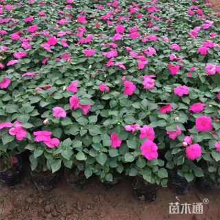 高度10厘米凤仙花