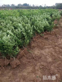 高度70厘米金桔