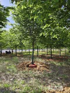 15公分大叶女贞