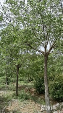 12公分朴树