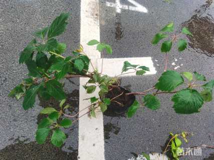 30厘米五叶地锦