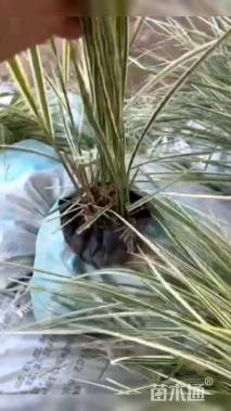 高度25厘米花叶芒