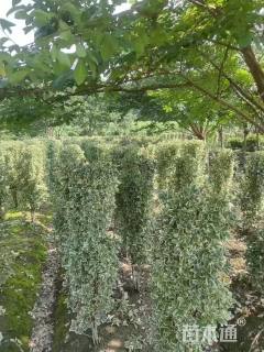 高度180厘米金边黄杨