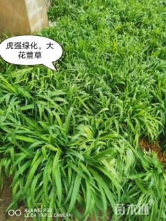 高度25厘米蓝花鸢尾