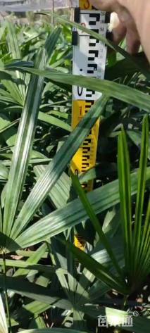 裸干高100厘米棕竹