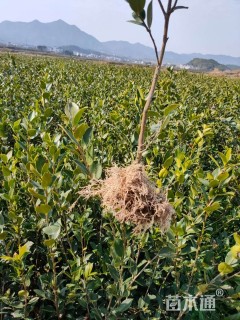 高度20厘米油茶