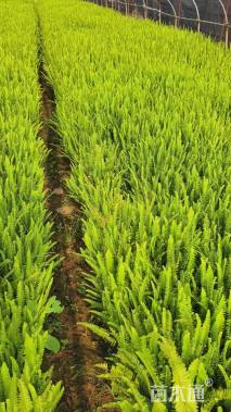 高度30厘米肾蕨