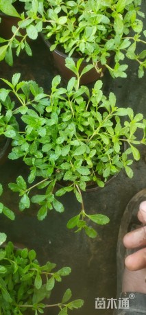 高度10厘米姬岩垂草