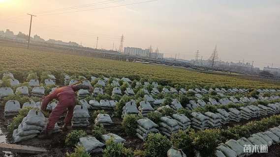 高度40厘米海桐