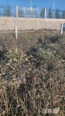 高度90厘米牡丹