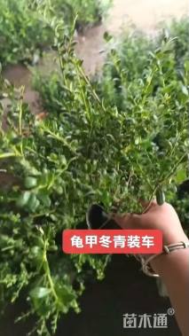 高度40厘米龟甲冬青小苗