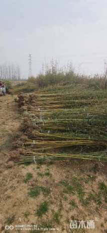 地栽苗金镶玉竹