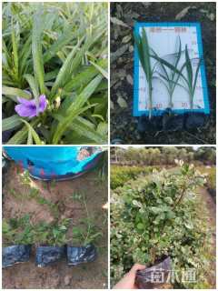 高度15厘米文殊兰