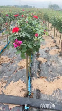 高度100厘米月季