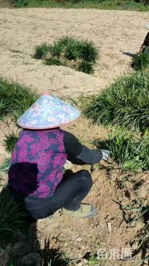 高度30厘米阔叶麦冬