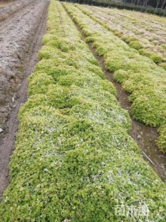 高度10厘米红花酢浆草