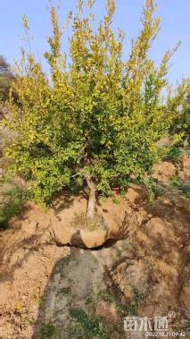 高度250厘米石榴