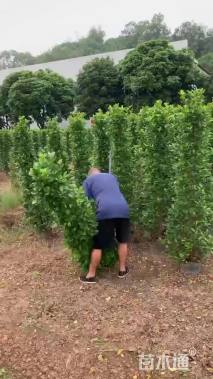 高度200厘米火山榕