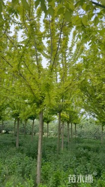 16公分金叶复叶槭