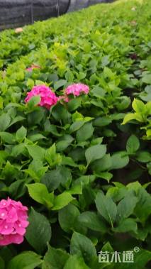 高度25厘米八仙花