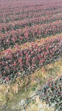 0.1公分红叶石楠