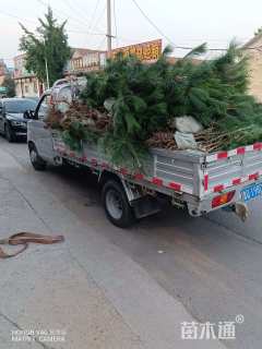 高度120厘米黑松