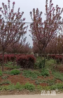 10公分日本晚樱