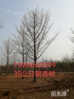 28公分银杏