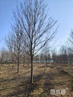 20公分美国红枫